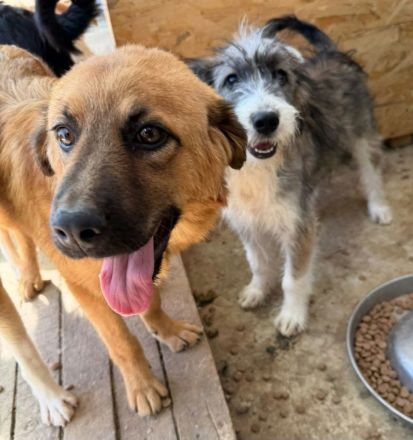Dallas sucht ihr Für-immer-Zuhause