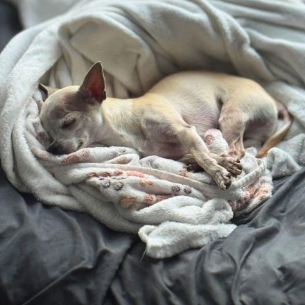 Clyde in 49733 Haren sucht sein Für-immer-Zuhause