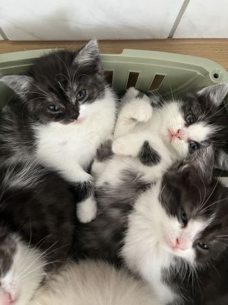 Günstig wegen umzug ! Noch 4 edle heilige Birma Bkh mix Babys 12 Wochen und Mega anhänglich rassemix
