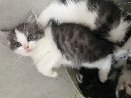 Günstig wegen umzug ! Noch 4 edle heilige Birma Bkh mix Babys 12 Wochen und Mega anhänglich rassemix