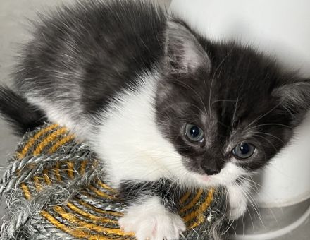 Günstig wegen umzug ! Noch 4 edle heilige Birma Bkh mix Babys 12 Wochen und Mega anhänglich rassemix