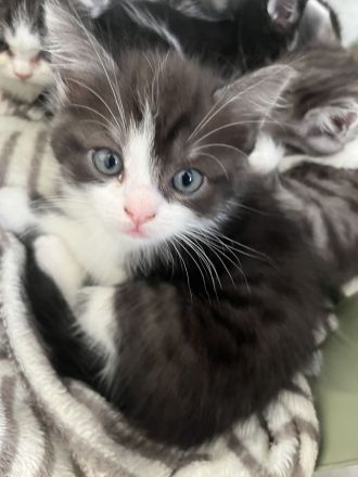Günstig wegen umzug ! Noch 4 edle heilige Birma Bkh mix Babys 12 Wochen und Mega anhänglich rassemix