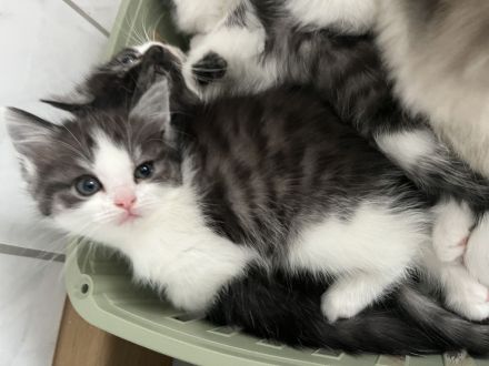 Günstig wegen umzug ! Noch 4 edle heilige Birma Bkh mix Babys 12 Wochen und Mega anhänglich rassemix