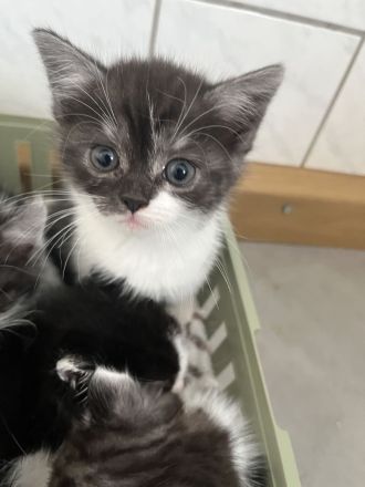 Günstig wegen umzug ! Noch 4 edle heilige Birma Bkh mix Babys 12 Wochen und Mega anhänglich rassemix