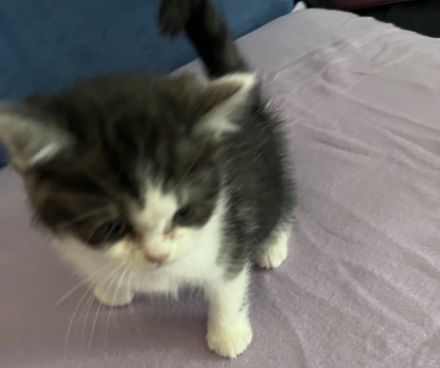 Günstig wegen Urlaub !8 edle heilige Birma Bkh mix Babys 12 Wochen und Mega anhänglich rassemix