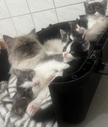 Günstig wegen umzug ! Noch 4 edle heilige Birma Bkh mix Babys 12 Wochen und Mega anhänglich rassemix