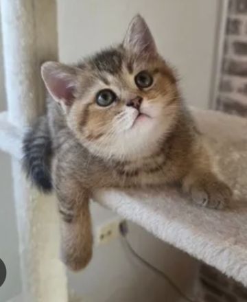 Günstig wegen Urlaub !8 edle heilige Birma Bkh mix Babys 12 Wochen und Mega anhänglich rassemix