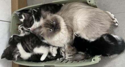 Günstig wegen umzug ! Noch 4 edle heilige Birma Bkh mix Babys 12 Wochen und Mega anhänglich rassemix
