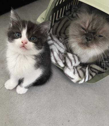 Günstig wegen Urlaub !8 edle heilige Birma Bkh mix Babys 12 Wochen und Mega anhänglich rassemix