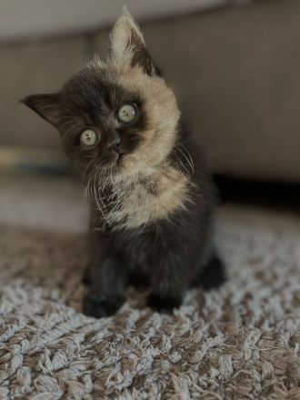 BKH Kitten / Britisch Kurzhaar kitten