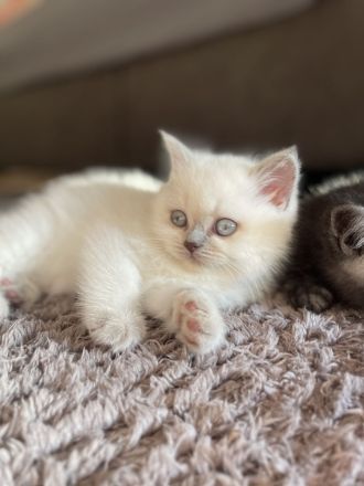 BKH Kitten / Britisch Kurzhaar kitten