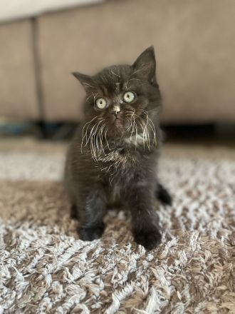 BKH Kitten / Britisch Kurzhaar kitten