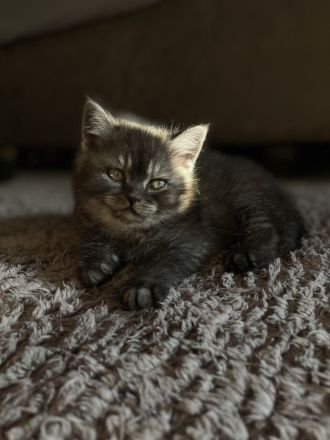BKH Kitten / Britisch Kurzhaar kitten