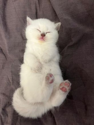 BKH Kitten / Britisch Kurzhaar kitten