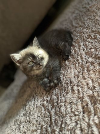 BKH Kitten / Britisch Kurzhaar kitten
