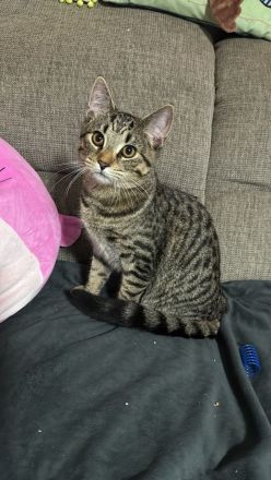 Kater sucht Dosenöffner