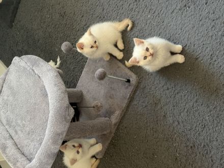 Bkh Kitten