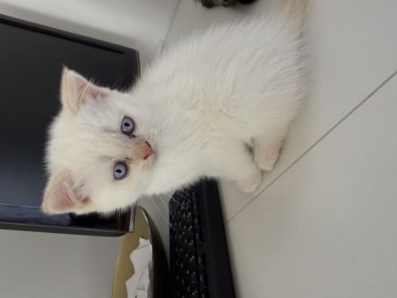 Bkh Kitten