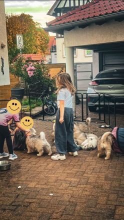 Alaskan Malamute Welpen, geb. 06.08.2026 – beide Elterntiere vor Ort