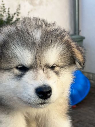 Alaskan Malamute Welpen, geb. 06.08.2026 – beide Elterntiere vor Ort