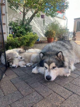 Alaskan Malamute Welpen, geb. 06.08.2026 – beide Elterntiere vor Ort
