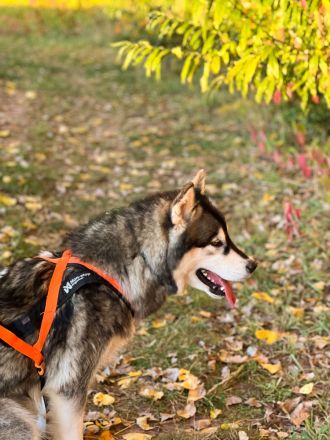 Alaskan Malamute Welpen, geb. 06.08.2026 – beide Elterntiere vor Ort
