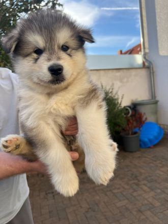 Alaskan Malamute Welpen, geb. 06.08.2026 – beide Elterntiere vor Ort