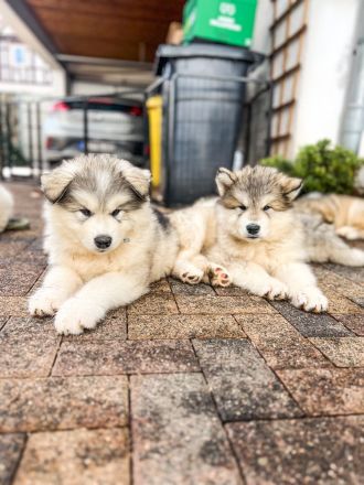 Alaskan Malamute Welpen, geb. 06.08.2026 – beide Elterntiere vor Ort