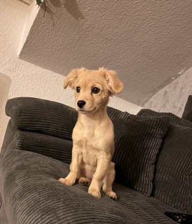 !!Dringend!!Labrador!!