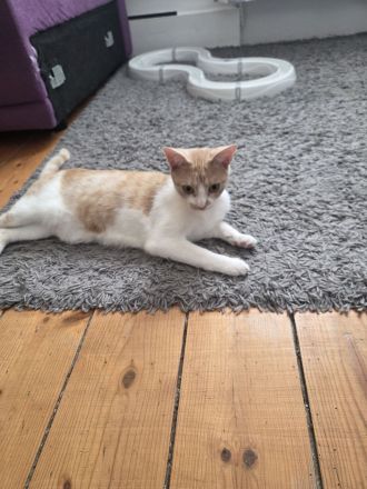 Familie Katzen