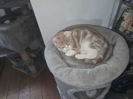 Familie Katzen