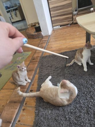 Familie Katzen