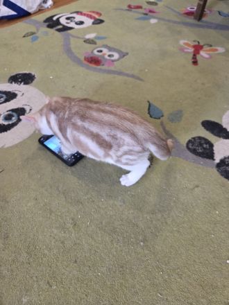 Familie Katzen