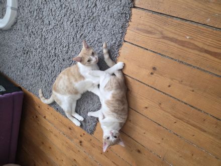 Familie Katzen