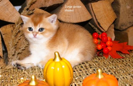 BKH Kitten Britische Kurzhaar Baby Katze golden shaded, point reinrässig Chinchilla mit Stammbaum
