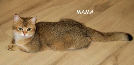 BKH Kitten Britische Kurzhaar Baby Katze golden shaded, point reinrässig Chinchilla mit Stammbaum