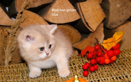 BKH Kitten Britische Kurzhaar Baby Katze golden shaded, point reinrässig Chinchilla mit Stammbaum