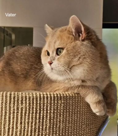 BKH Kitten Britische Kurzhaar Baby Katze golden shaded, point reinrässig Chinchilla mit Stammbaum