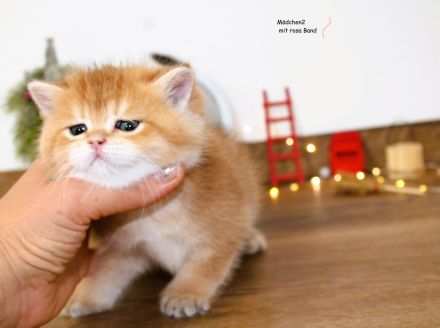BKH Kitten Britische Kurzhaar Baby Katze Kater golden shaded, point reinrässig  mit Stammbaum