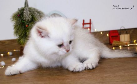BKH Kitten Britische Kurzhaar Baby Katze Kater golden shaded, point reinrässig  mit Stammbaum