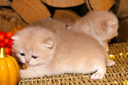 BKH Kitten Britische Kurzhaar Baby Katze golden blue creme reinrässig Chinchilla mit Stammbaum