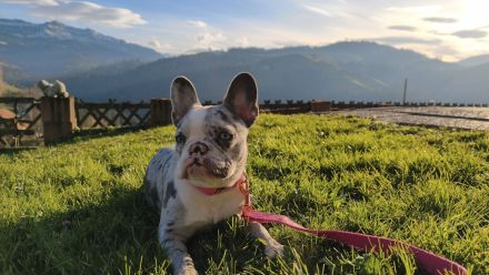 Joy sucht ihr Für-immer-Zuhause