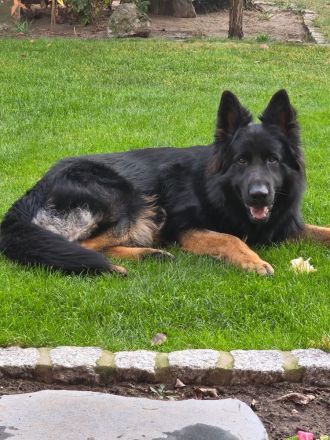 Altdeutscher Schäferhund - Deckrüde "Diego von El Dorado"