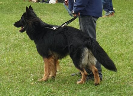 Altdeutscher Schäferhund - Deckrüde "Diego von El Dorado"