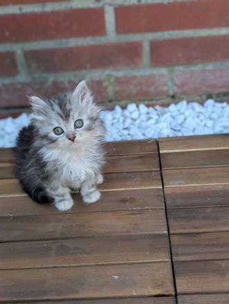 7 liebevolle Kitten abzugeben