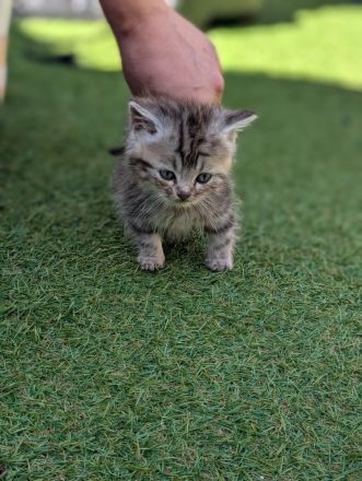 7 liebevolle Kitten abzugeben