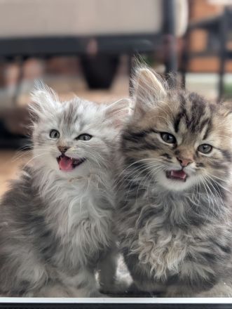 7 liebevolle Kitten abzugeben