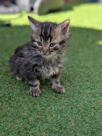 7 liebevolle Kitten abzugeben