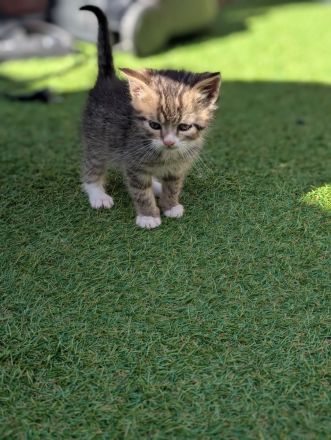 7 liebevolle Kitten abzugeben