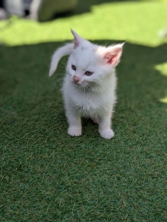 7 liebevolle Kitten abzugeben